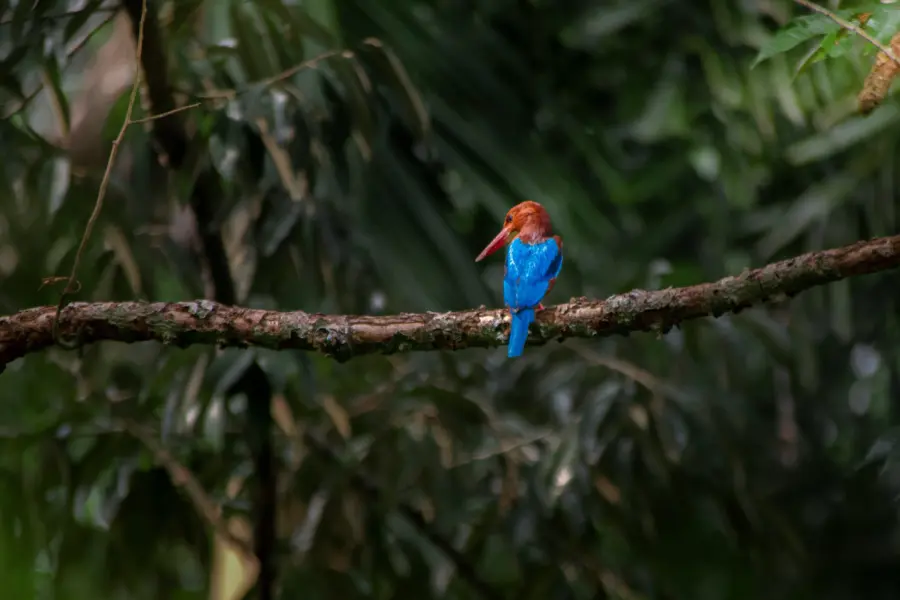 Kingfisher