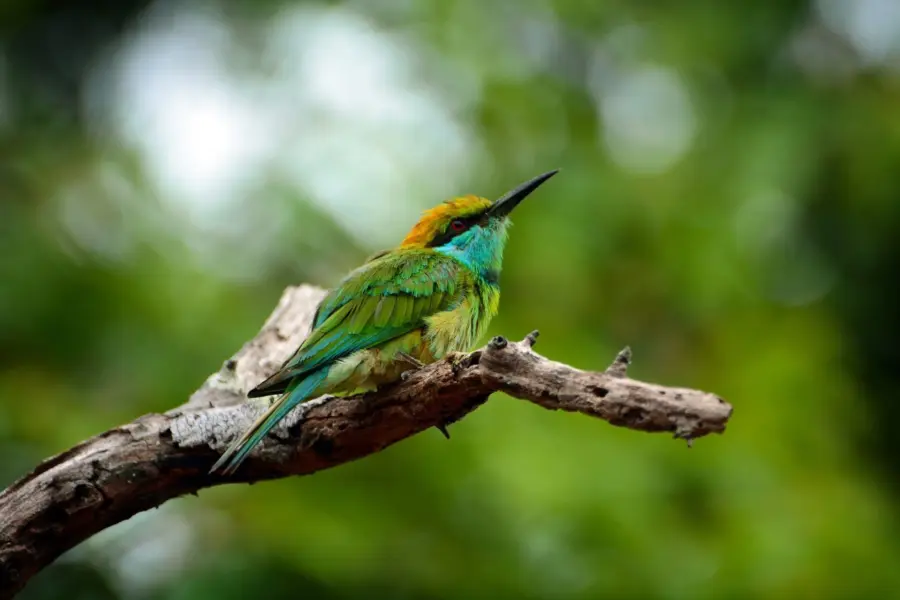 Bee-eater