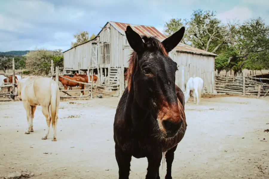 Polina Portnaya ufptdxrw80 Unsplash