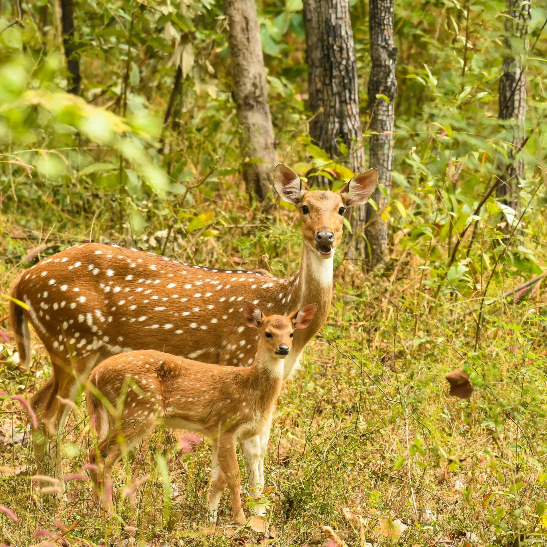 Rahul Deshmukh xqfkrqm2yii Unsplash