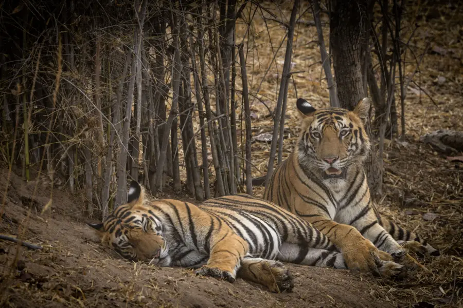 Tigers in forest kanha