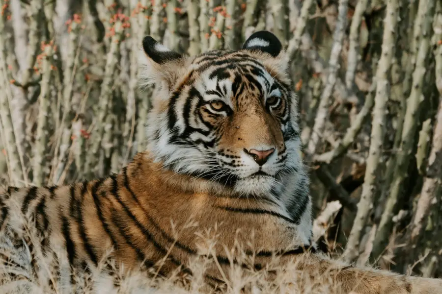 Annie Spratt qvwqfz1mpfw Unsplash
