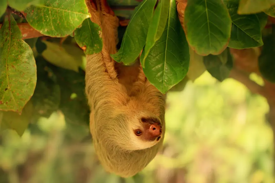 Sloth
