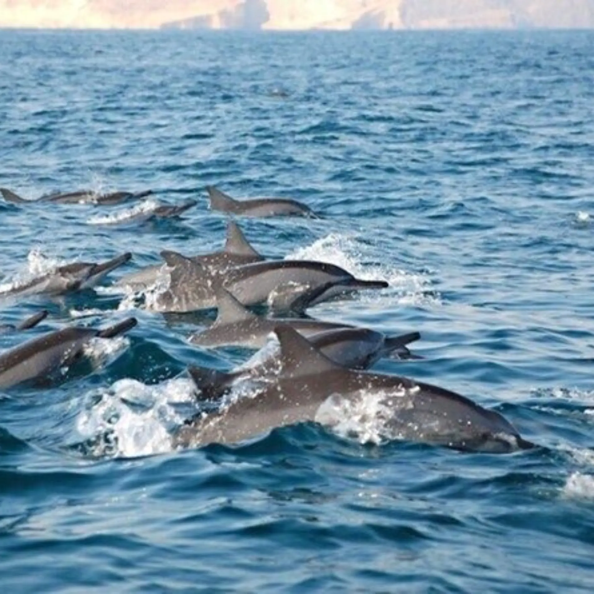 Daymaniyat Islands 4