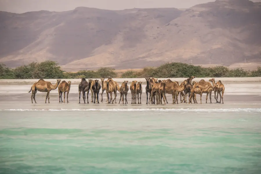 Camels on the beach salalah dhofar ministry of heritage tourism sultanate of oman