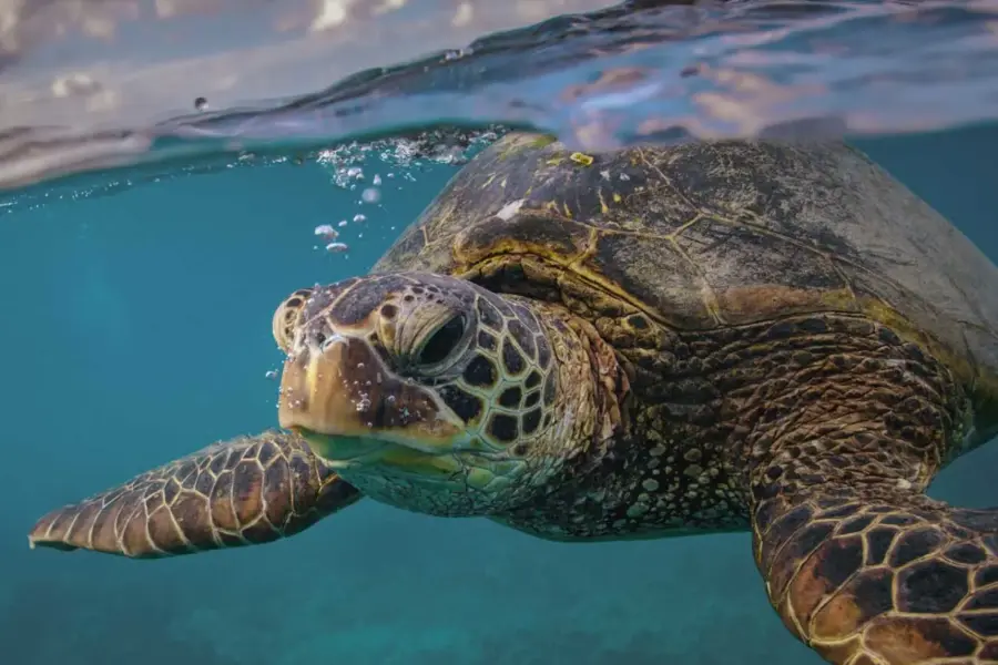 Turtle sands1